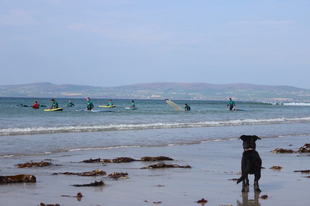 Millie the dog keeps watch of surfers on Banna Beach. Photo by Gavin O'Connor. 