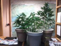 Suspected cannabis plants seized yesterday in Kenmare.