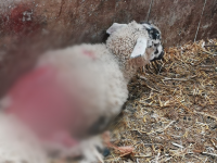 A sheep which was attacked in Tipperary in the past few months.