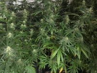 Gardaí Seize €33,600 Of Suspected Cannabis At Growhouse In South Kerry