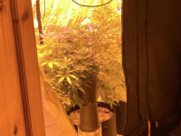 One of the suspected cannabis plants seized by gardaí yesterday.