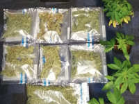 Part of the suspected cannabis seizure in north Kerry.