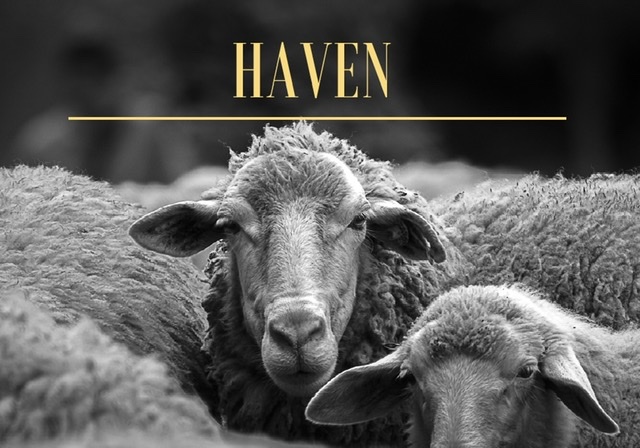 €10,000 Kerry Film Bursary Awarded To ‘Haven’