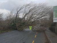 A tree down in Kilcummin earlier today. Photo: Kerry County Council