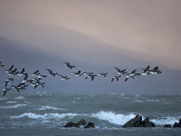 Karol Waszkiewicz - Brent Geese flying over stormy Tralee Bay, Fenit, Co.Kerry.
