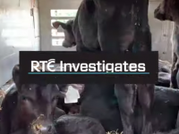 RTE Investigates Programme Tonight To Feature Footage From Kerry Marts