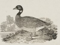 Talk On The Brent Goose In Fenit This Wednesday