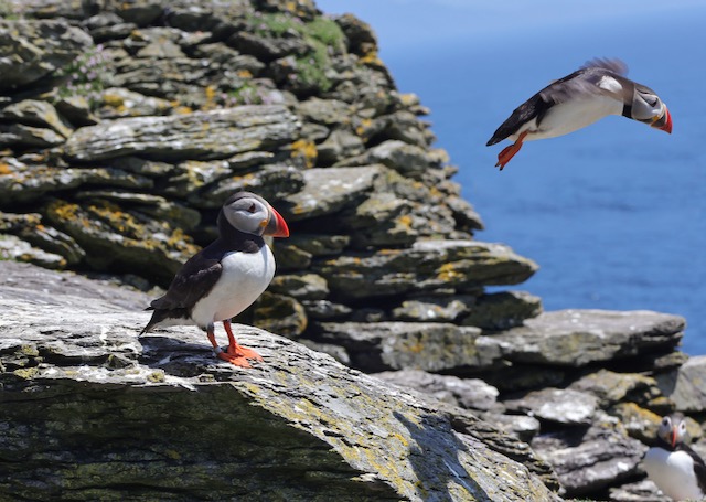 PHOTOS: Capturing The Beauty Of The Puffins On Skellig Michael